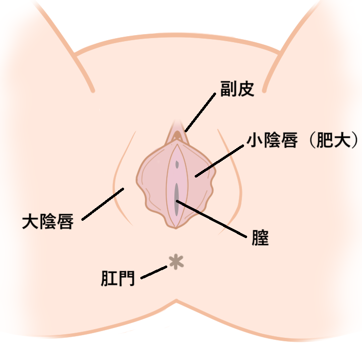 小陰唇イメージ